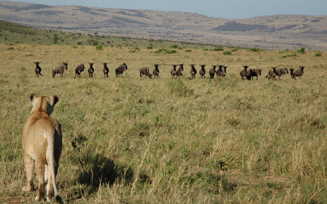 African opportunities, be the hunter not the hunted!